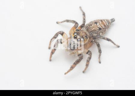 gros plan de l'araignée sauteuse murale brune avec fond blanc. Banque D'Images