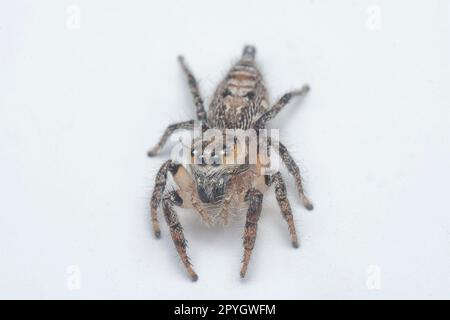 gros plan de l'araignée sauteuse murale brune avec fond blanc. Banque D'Images