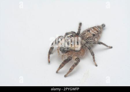 gros plan de l'araignée sauteuse murale brune avec fond blanc. Banque D'Images