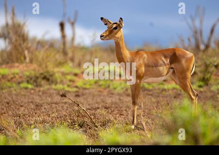 Cette photo capture la scène paisible d'un pâturage d'impala sur les herbes de savane dorée de la réserve kenyane de Tsavo East. Ses superbes cornes incurvées Banque D'Images