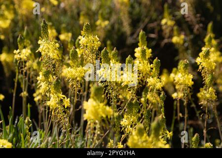 Groupe de fleurs Sedum sediforme, grès méditerranéen, grès Pale, plantes rétroéclairées au coucher du soleil, garrigue côtière, printemps. Malte, Méditerranée. Banque D'Images