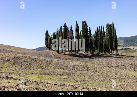 Groupe de cyprès dans un champ, près de San Quirico, Toscane Banque D'Images