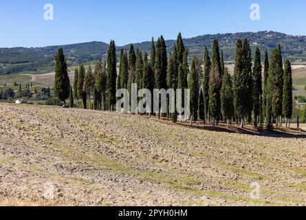 Groupe de cyprès dans un champ, près de San Quirico, Toscane Banque D'Images