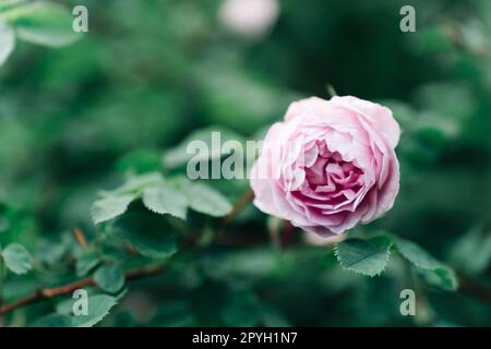 Fleur de rose anglaise sur fond de feuillage vert Banque D'Images