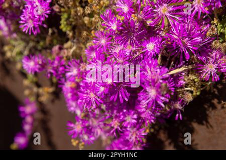 Drosanthemum floribundum. C'est une plante qui pousse sur le sol avec de petites feuilles, stubby, vert clair, charnues. C'est une plante idéale spécialement pour c Banque D'Images