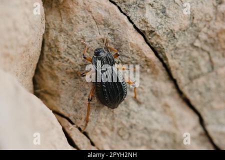 Dendroctone du Darkling (Epipenodota sp.) situé dans la réserve naturelle de Villavicencio, à Mendoza, en Argentine. Prise de vue macro. Banque D'Images