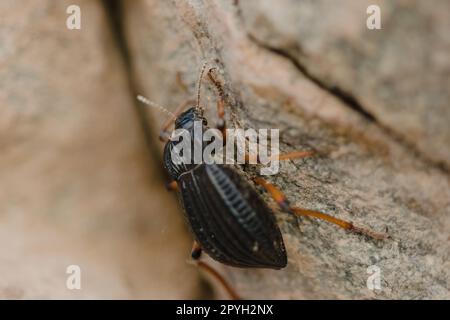 Dendroctone du Darkling (Epipenodota sp.) situé dans la réserve naturelle de Villavicencio, à Mendoza, en Argentine. Prise de vue macro. Banque D'Images