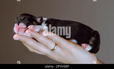 Vue de côté du beau chiot de deux mois de chien pembroke welsh corgi dormant sur la main de la femme sur fond brun. Banque D'Images