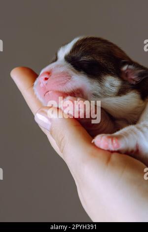 Gros plan de merveilleux chiot de deux mois de chien pembroke welsh corgi se détendre sur la main d'une femme méconnaissable. Amour pour animaux. Banque D'Images