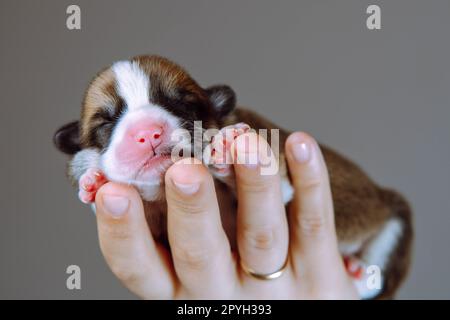 Portrait d'adorable chiot de deux mois de chien pembroke welsh corgi dormant sur la main d'une femme méconnaissable. Banque D'Images