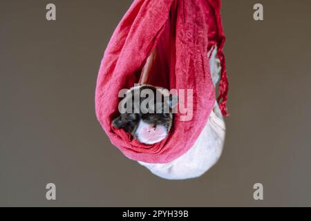 Portrait de chiot de deux mois de chien pembroke welsh corgi dormant sur des pulls blancs roses colorés sur fond brun. Banque D'Images