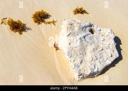 Pierres rochers coraux avec herbier dans l'eau sur la plage Mexique. Banque D'Images