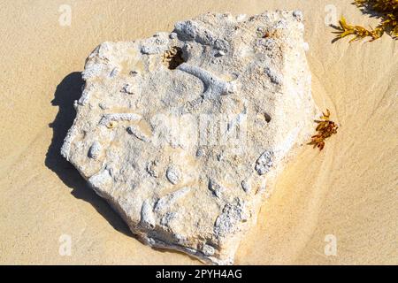 Pierres rochers coraux avec herbier dans l'eau sur la plage Mexique. Banque D'Images