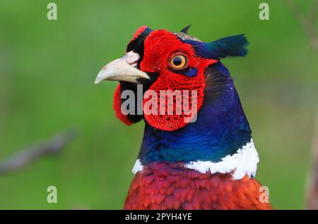 Fasan. Phasianus colchicus, MÃ¤nnchen im PortrÃ¤t Banque D'Images