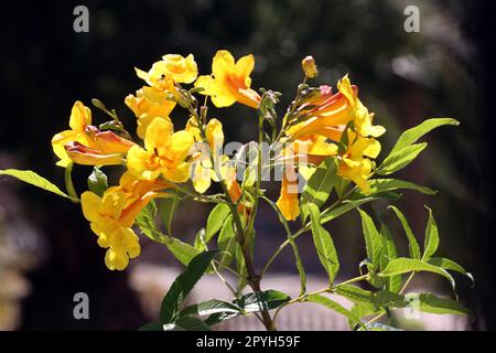 Gelbe Trompetenblume, Gelber Trompetenstrauch (Tecoma stans) Banque D'Images