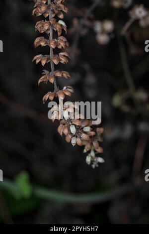 Gros plan de la fleur de l'arbuste lamiaceae séchée Banque D'Images