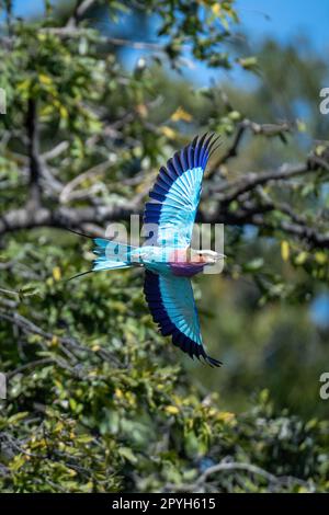 Rouleau lilas volant au-delà des ailes d'épandage des arbres Banque D'Images