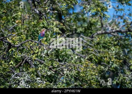 Rouleau lilas sur branche d'arbre feuillu Banque D'Images