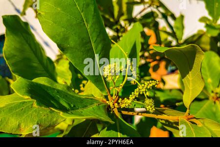 Noix sur arbre tropical Terminalia catappa amande de mer Zicatela Mexique. Banque D'Images