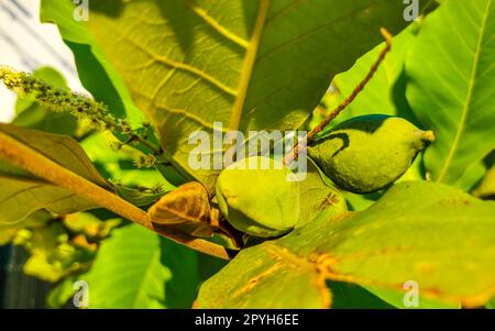 Noix sur arbre tropical Terminalia catappa amande de mer Zicatela Mexique. Banque D'Images