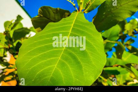 Noix sur arbre tropical Terminalia catappa amande de mer Zicatela Mexique. Banque D'Images