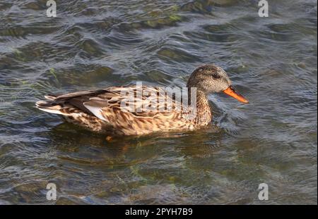 Gadwall, femme nageant dans un étang Banque D'Images