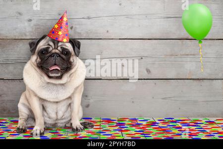 Frolic smiling anniversaire chien pug, de confettis et de ballons, s'asseyant célébrant, sur vieux bois backgrond Banque D'Images