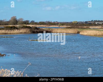 Lac à North Cave Wetlands, East Yorkshire, Angleterre Banque D'Images
