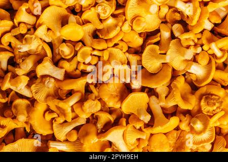 Fond de champignons jaunes juteux Cantharellus cibarius chanterelle dorée sur la jambe charnue. Gros plan. Vue de dessus Banque D'Images