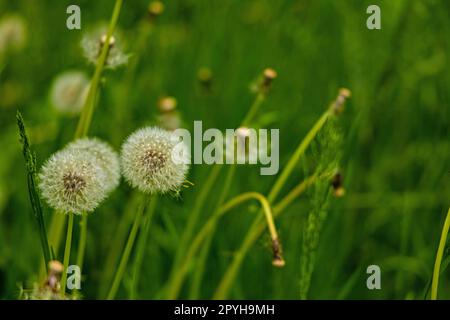 floraison les pissenlits fleurissent dans une prairie Banque D'Images