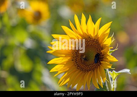 belle floraison de tournesol en été Banque D'Images