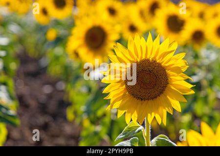 belle floraison de tournesol en été Banque D'Images