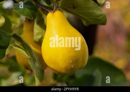 fruits de coing jaunes mûrs sur un arbre Banque D'Images