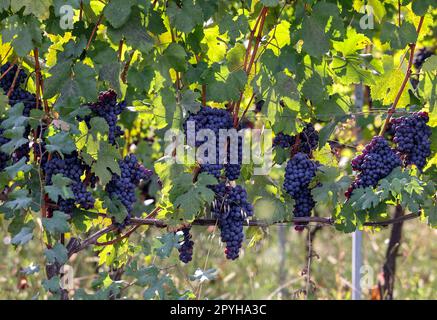 Beau bouquet de raisins noirs nebbiolo avec des feuilles vertes Banque D'Images