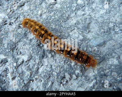 Caterpillar Banque D'Images