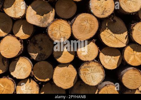 Journaux d'arbre fraîchement coupé Banque D'Images