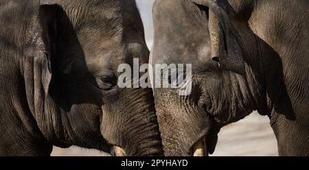 Deux éléphants adultes marchent dans la nature, le jour du printemps Banque D'Images