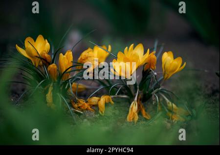 Croques jaunes fleuries avec des feuilles vertes dans le jardin, fleurs printanières Banque D'Images