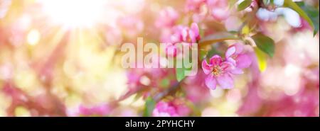 Vue rapprochée des branches de cerisier avec fleurs roses et feuillage vert jeune. Banque D'Images