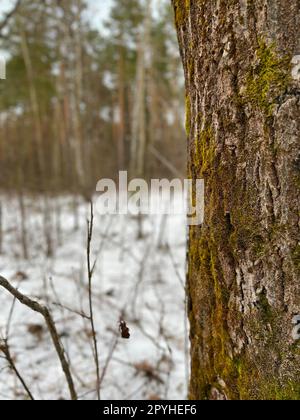 paysage dans une forêt d'hiver - pin avec mousse Banque D'Images