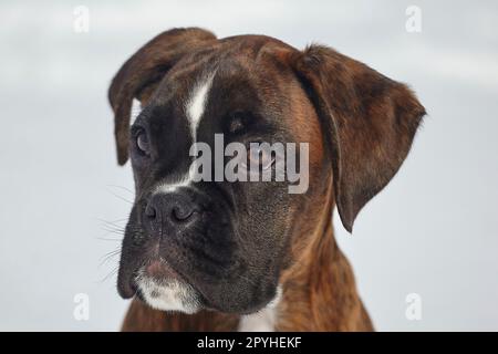 portrait d'un jeune boxeur chiot de couleur tigre. photo en hiver sur fond enneigé. Banque D'Images