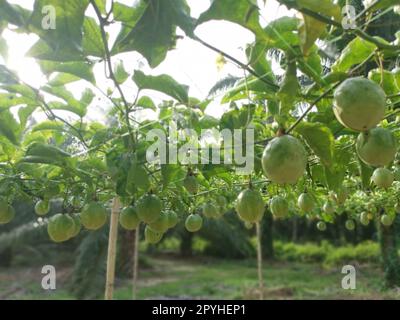 passiflora edulis craintant des fruits accrochés à la tige de la ferme Banque D'Images