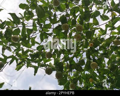 passiflora edulis craintant des fruits accrochés à la tige de la ferme Banque D'Images