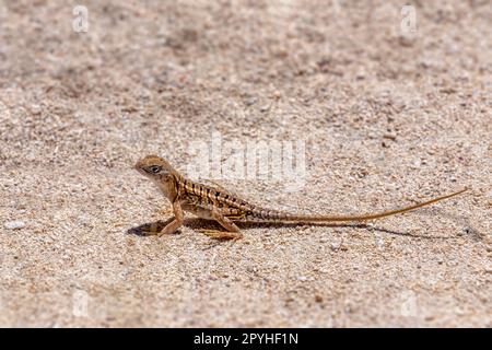 Chalarodon madagascariensis, Nosy VE, Madagascar faune Banque D'Images