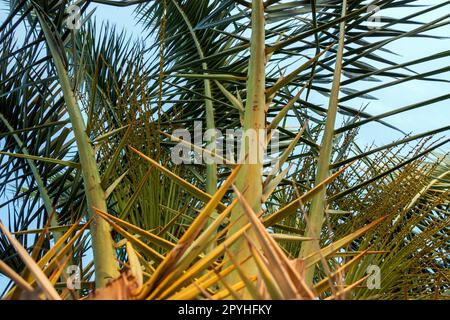 Palmiers au coucher du soleil. Batumi. Géorgie Banque D'Images