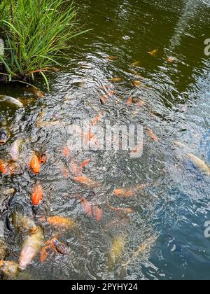 Beaucoup de carpes dorés nageant dans l'eau à l'extérieur Banque D'Images