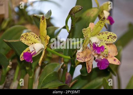 Orchidée verte jaunâtre multicolore avec pétales de lilas et feuilles vertes fleuris en été et en automne pour la décoration Banque D'Images