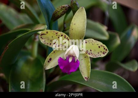 Orchidée verte jaunâtre tropicale avec pétale pourpre et feuilles vertes fleurissent en automne Banque D'Images