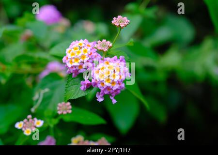 Indonésie Batam - Rose et blanc Lantana camara Banque D'Images