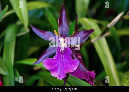 Romantique lumineuse et élégante fleur d'orchidée pourpre fleuri en été et en automne pour la décoration Banque D'Images